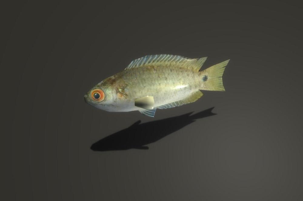 fish-3d-3d-model-low-poly-obj-mtl-3ds-fbx-dae.jpg