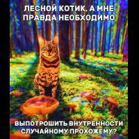 лесной котейка